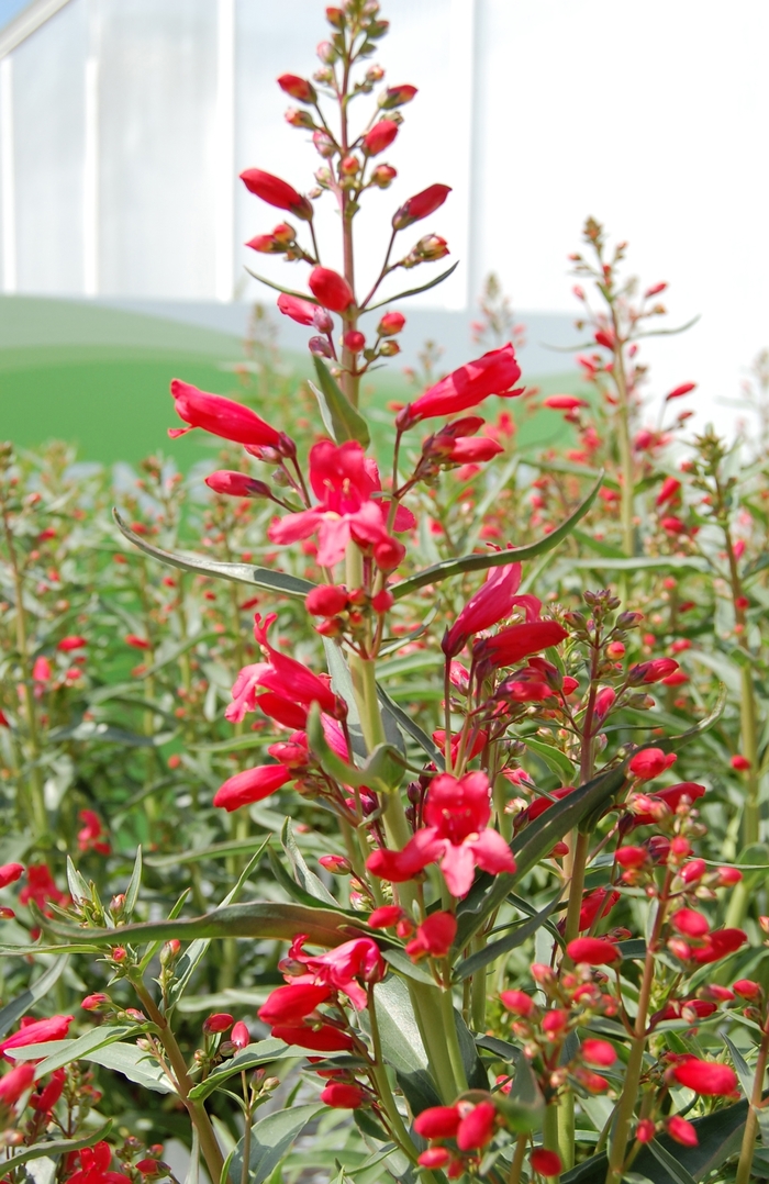 Beardtongue - Penstemon 'Red Riding Hood' from Sloat Gardens
