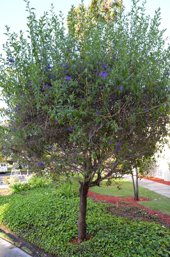 Purple Potato Bush - Solanum rantonnetii 'Royal Robe' from Sloat Gardens