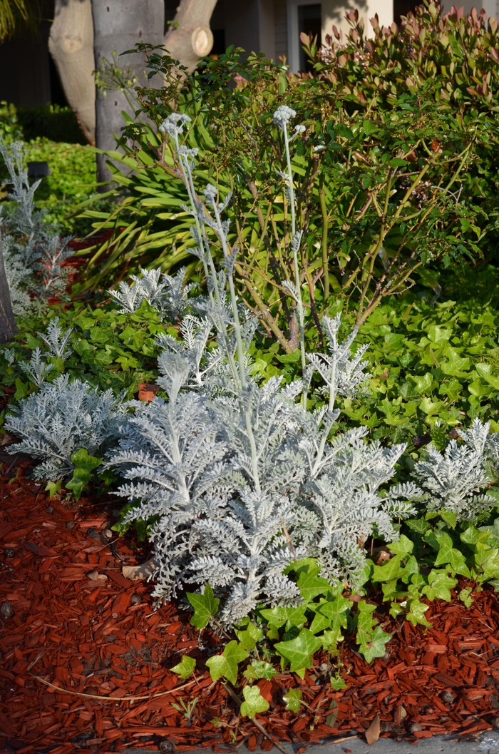 Dusty Miller - Senecio cineraria from Sloat Gardens