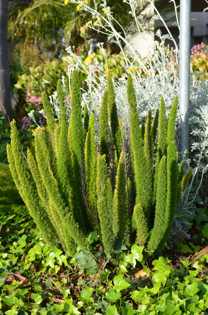 Foxtail Fern - Asparagus densiflorus 'Myers' from Sloat Gardens