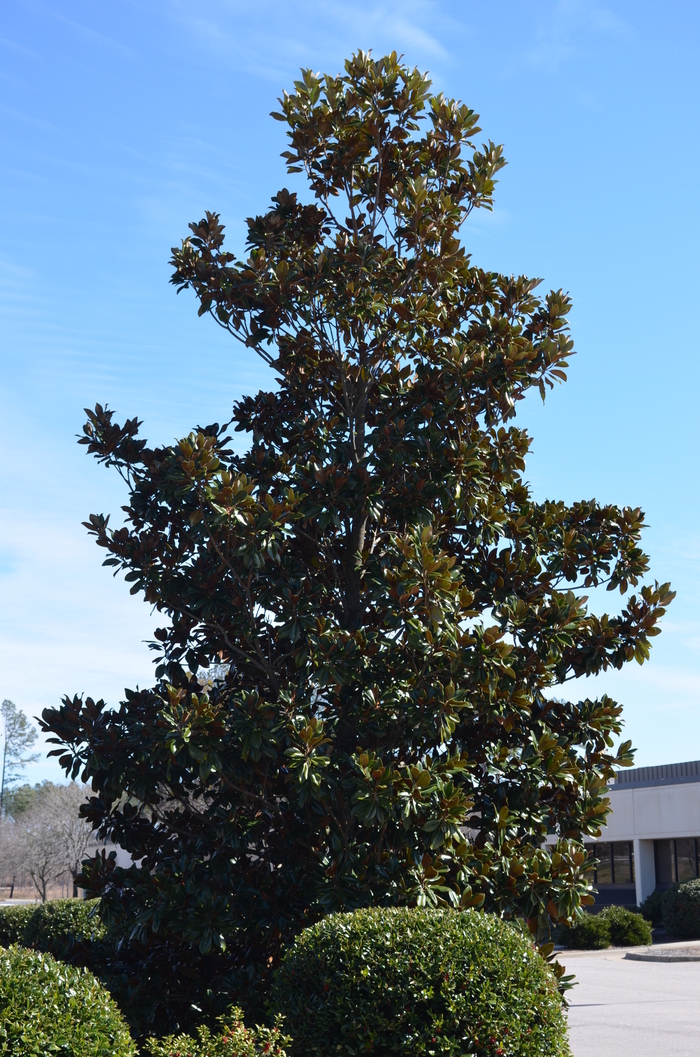 Southern Magnolia - Magnolia grandiflora 'Majestic Beauty' from Sloat Gardens
