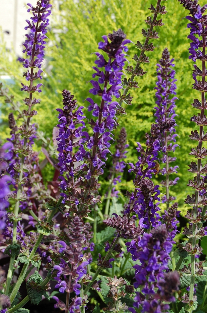 Meadow Sage - Salvia nemerosa 'May Night' from Sloat Gardens Meadow Sage - Salvia nemerosa 'May Night' from Sloat Gardens