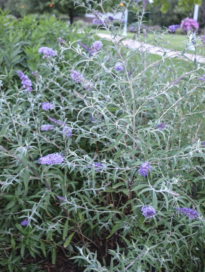 Nanho Purple Butterfly Bush - Buddleia davidii 'Nanho Purple' from Sloat Gardens