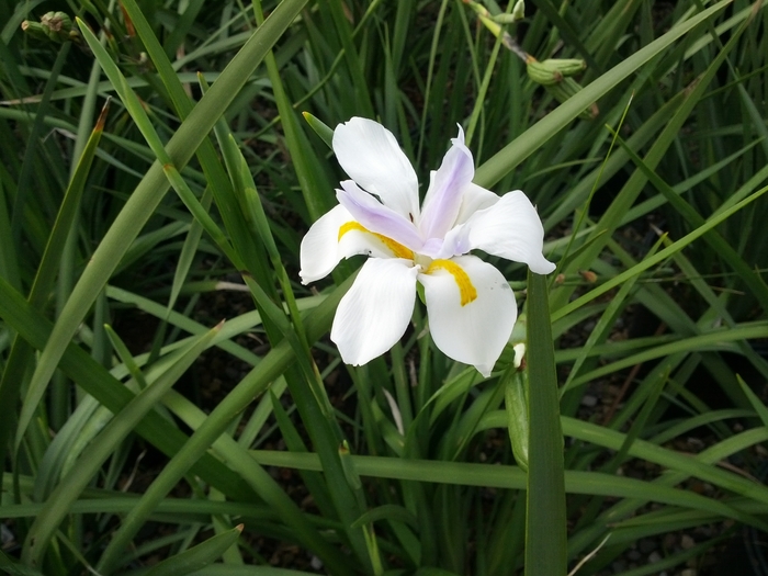 Fortnight Lily - Dietes vegeta from Sloat Gardens