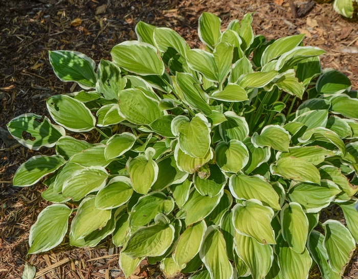 So Sweet Hosta - Hosta 'So Sweet' from Sloat Gardens