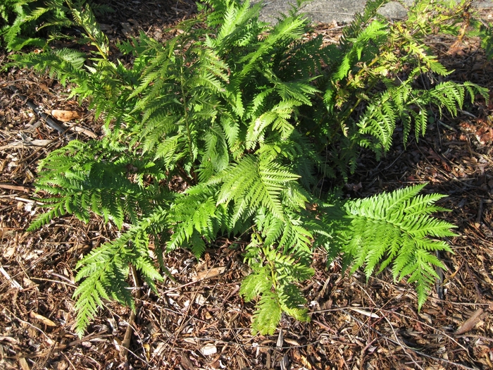 Giant Chain Fern - Woodwardia fimbriata from Sloat Gardens