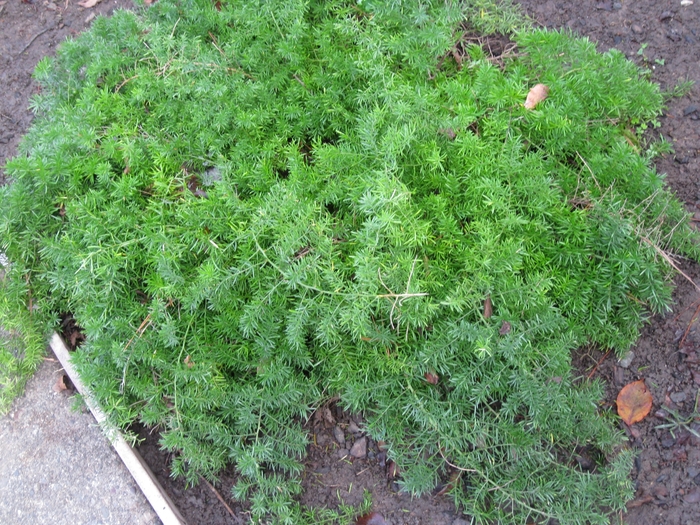 Asparagus Fern - Asparagus sprengeri 'Compacta' from Sloat Gardens