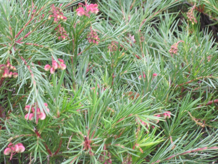 Grevillea - Grevillea 'Noellii' from Sloat Gardens