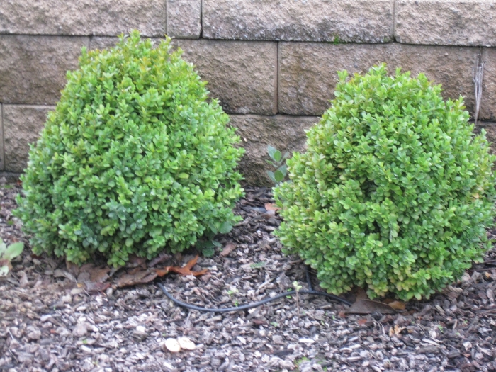 Dwarf English Boxwood - Buxus sempervirens 'Suffruticosa' from Sloat Gardens