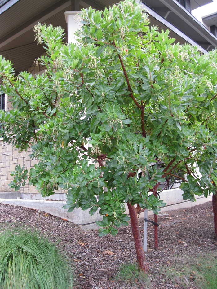 Marina Arbutus - Arbutus 'Marina' from Sloat Gardens