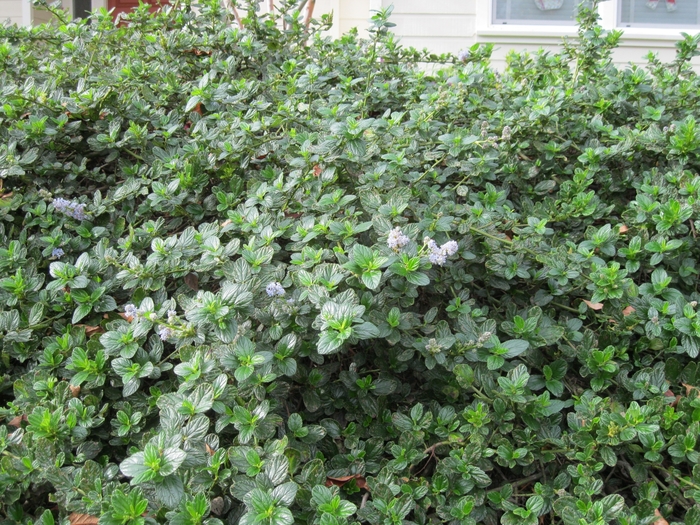 Yankee Point Ceanothus - Ceanothus griseus horizontalis 'Yankee Point' from Sloat Gardens