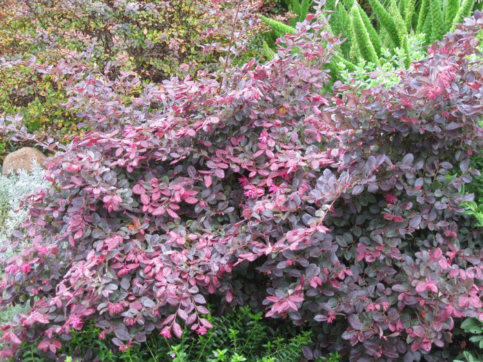 Sizzllin Pink Chinese Witch Hazel - Loropetalum chinense Sizzlin Pink from Sloat Gardens