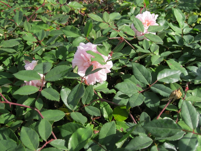 Cecile Brunner Rose - Rosa polyantha 'Cecile Brunner' from Sloat Gardens