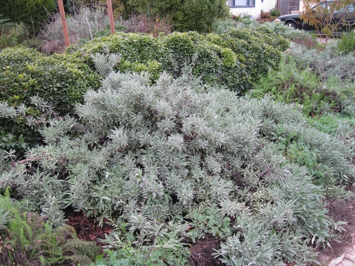 Point Sal Gray Sage - Salvia leucophylla 'Point Sal' from Sloat Gardens