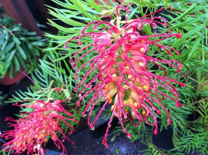Robyn Gordon Grevillea - Grevillea 'Robyn Gordon' from Sloat Gardens