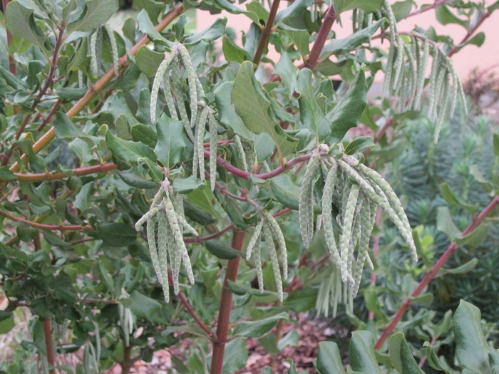 Silktassel - Garrya elliptica 'James Roof' from Sloat Gardens