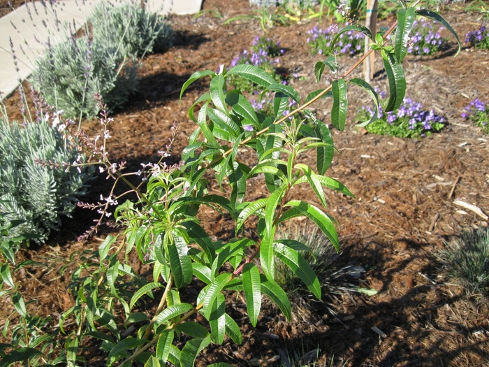 Lemon Verbena - Aloysia triphylla from Sloat Gardens