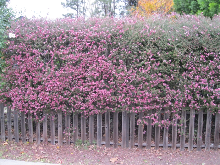 New Zealand Tea Tree - Leptospermum scoparium Helene Strybing from Sloat Gardens