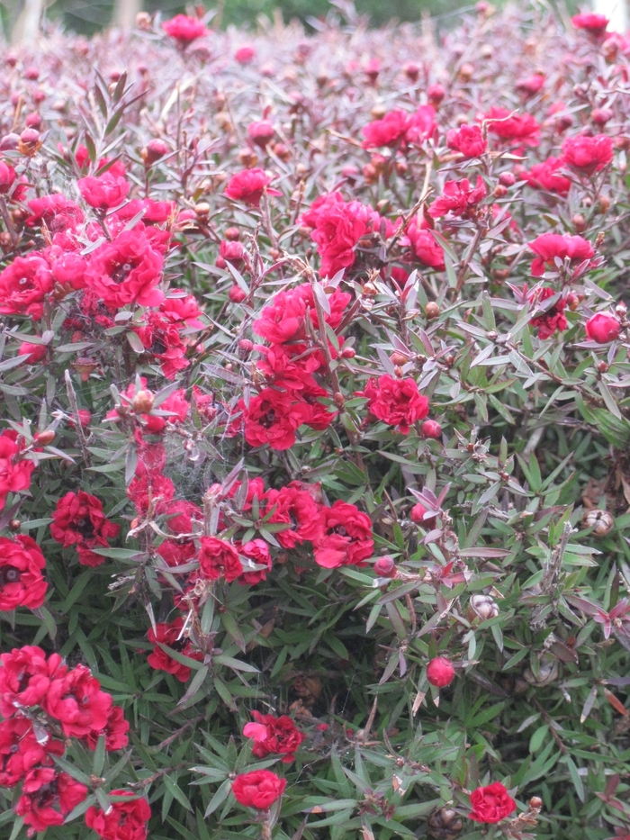 New Zealand Tea Tree - Leptospermum scoparium 'Martinii' from Sloat Gardens