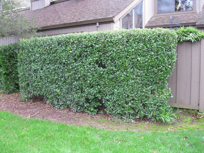 Texas Privet - Ligustrum japonicum 'Texanum' from Sloat Gardens