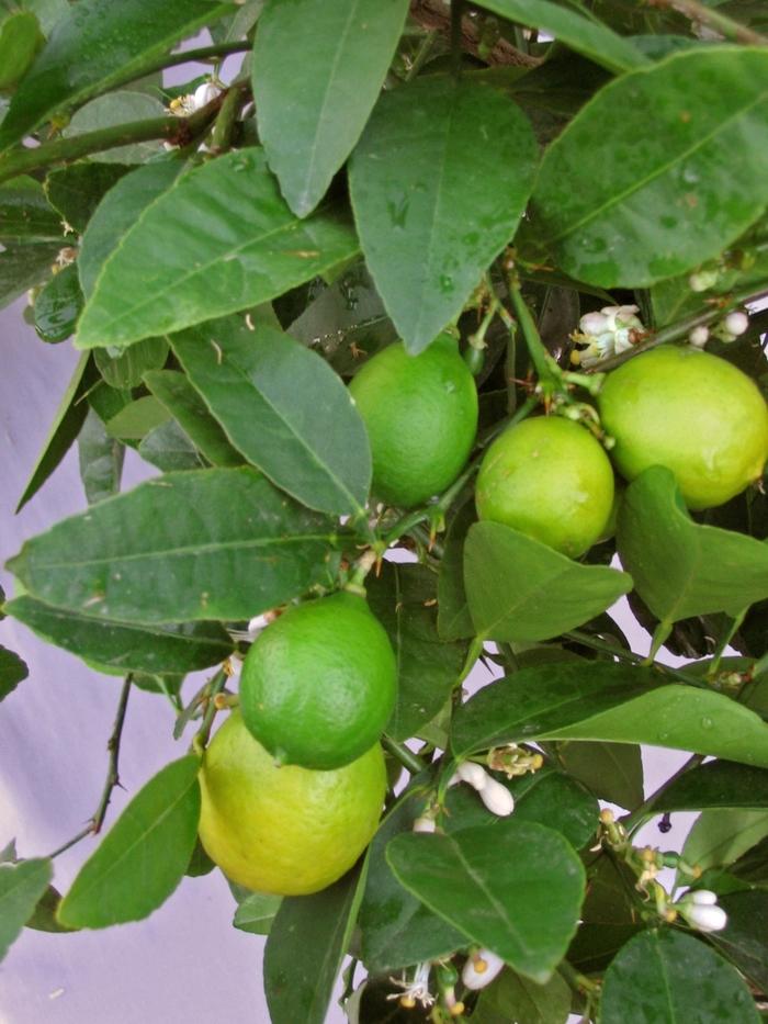 Mexican Lime - Citrus aurantifolia 'Mexican' from Sloat Gardens
