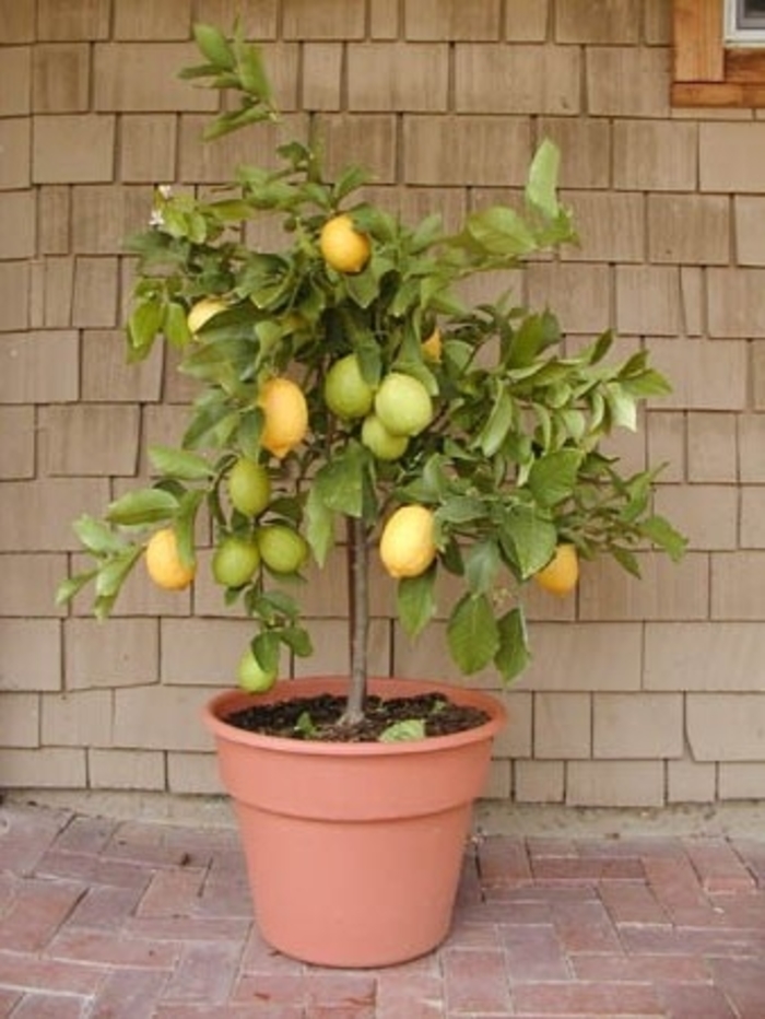 Eureka Lemon - Citrus limonum 'Eureka' from Sloat Gardens