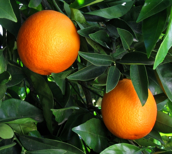 Trovita Orange - Citrus sinensis 'Trovita' from Sloat Gardens