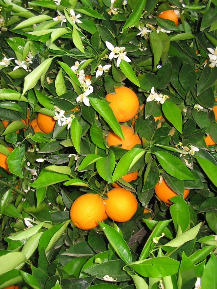 Satsuma Mandarin - Citrus reticulata unshiu from Sloat Gardens