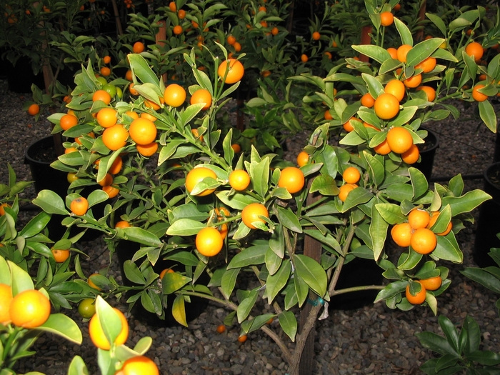 Nagami Kumquat - Fortunella margarita 'Nagami' from Sloat Gardens