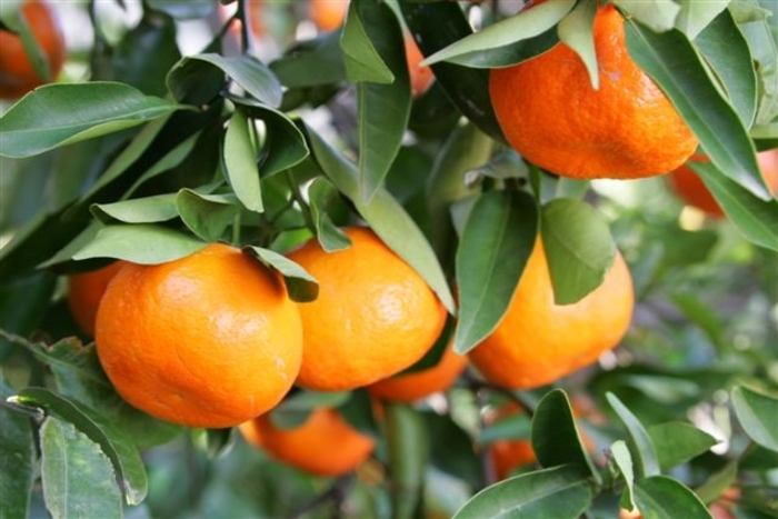 Dancy Tangerine - Citrus reticulata 'Dancy' from Sloat Gardens