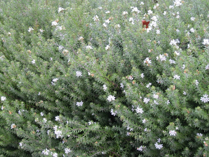 Coast Rosemary - Westringia fruticosa from Sloat Gardens