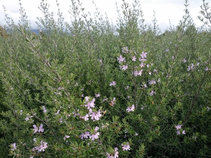 Blue Coast Rosemary - Westringia fruticosa 'Wynyabbie Gem' from Sloat Gardens