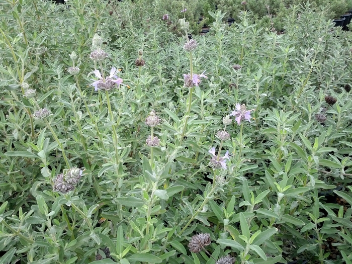 California Blue Sage - Salvia 'Allen Chickering' from Sloat Gardens
