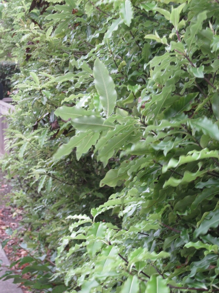 Wavy Pittosporum - Pittosporum eugenioides from Sloat Gardens