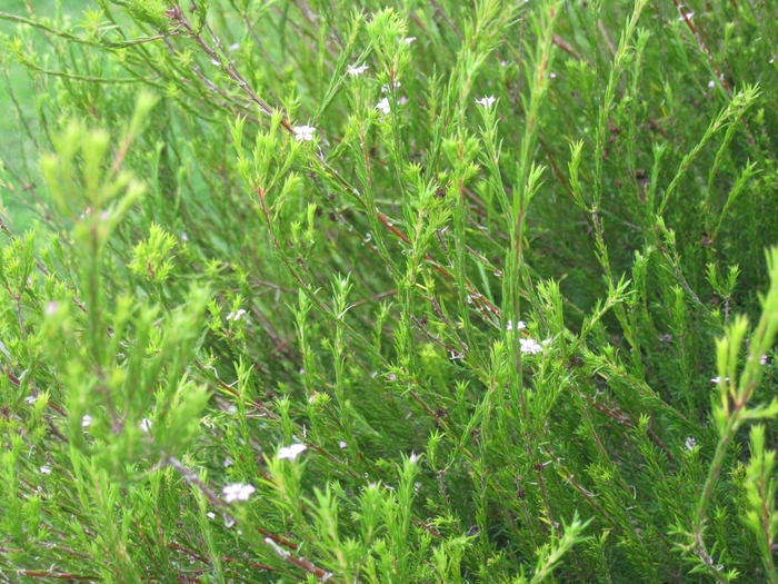Breath of Heaven - Coleonema pulchrum from Sloat Gardens