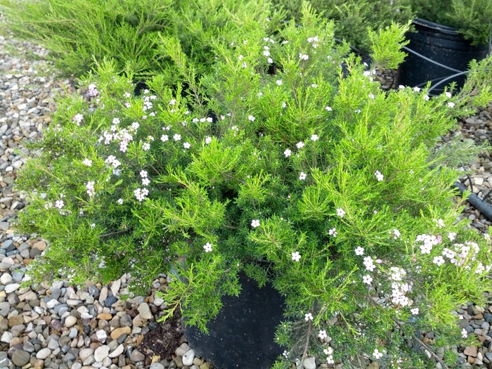 Dwarf Breath of Heaven - Coleonema pulchrum 'Compacta' from Sloat Gardens