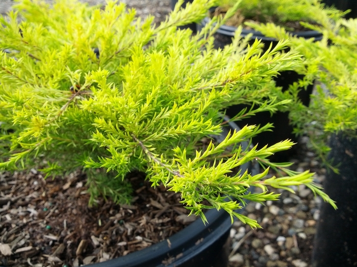 Gold Breath of Heaven - Coleonema pulchrum 'Sunset Gold' from Sloat Gardens