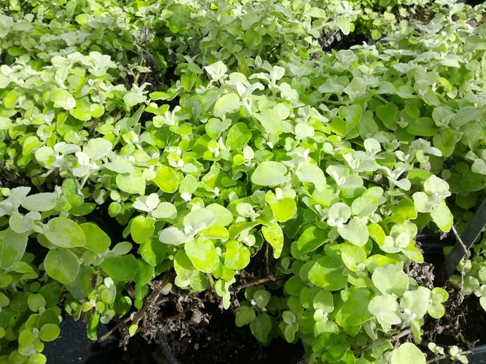 Limelight Licorice Plant - Helichrysum petiolare 'Limelight' from Sloat Gardens