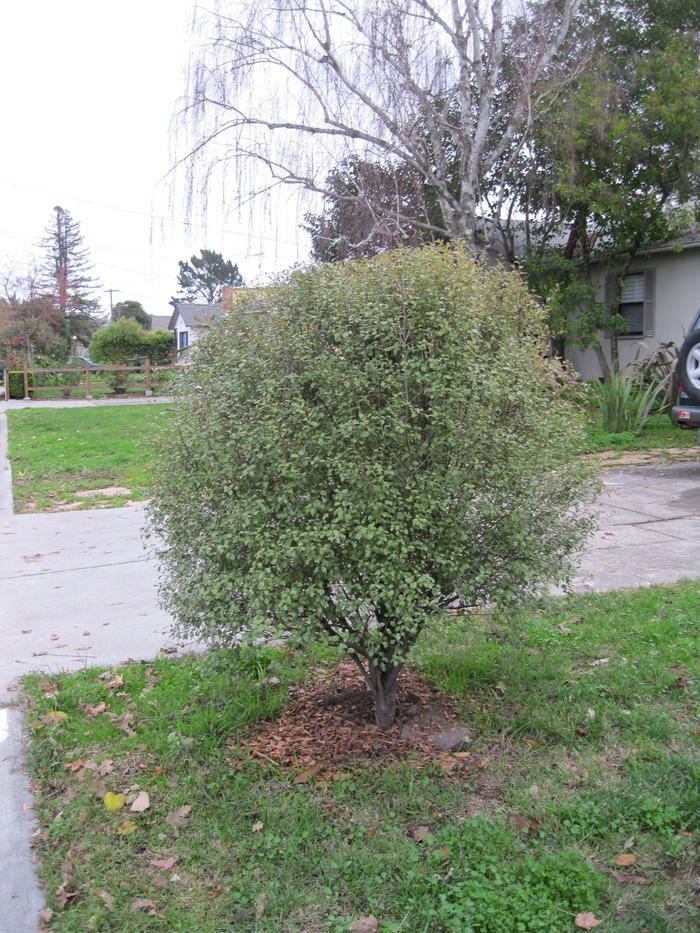 Dwarf Pittosporum - Pittosporum tenuifolium Kirsti from Sloat Gardens