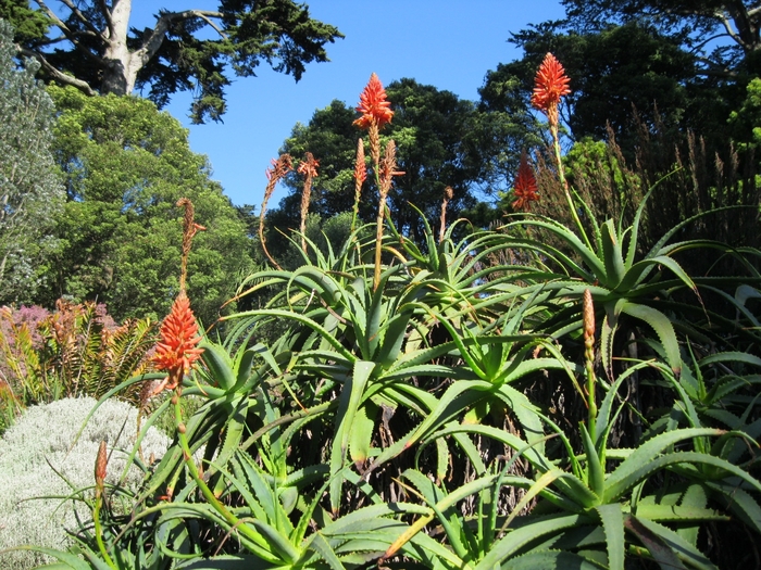 Tree Aloe - Aloe arborescens from Sloat Gardens