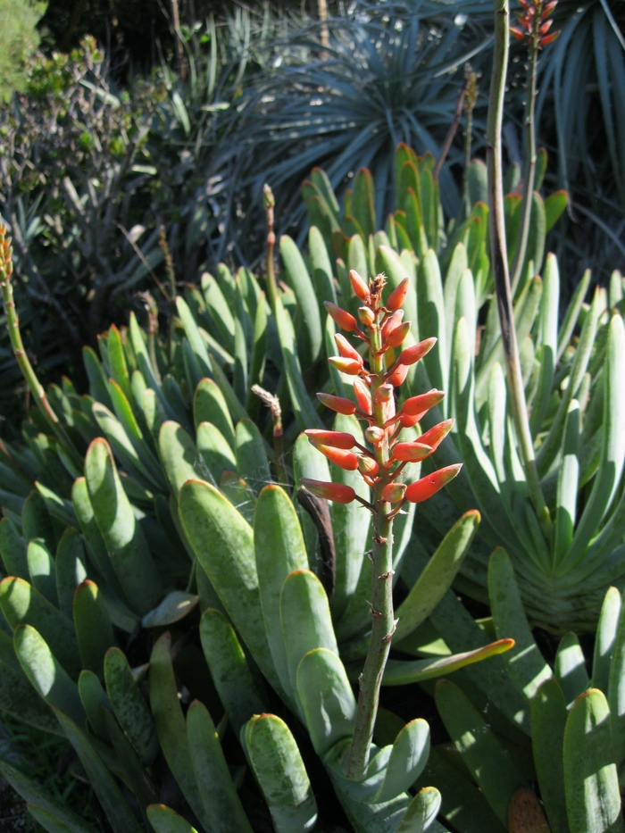 Fan Aloe - Aloe plicatilis from Sloat Gardens