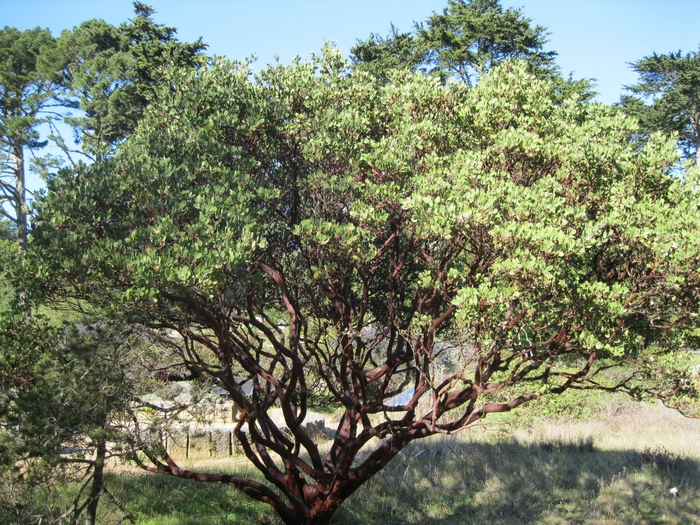 Common Manzanita - Arctostaphylos Dr. Hurd from Sloat Gardens