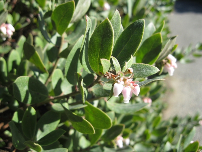Pacific Mist Manzanita - Arctostaphylos 'Pacific Mist' from Sloat Gardens
