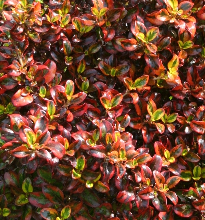 Tequila Sunrise Mirror Plant - Coprosma repens Tequila Sunrise from Sloat Gardens