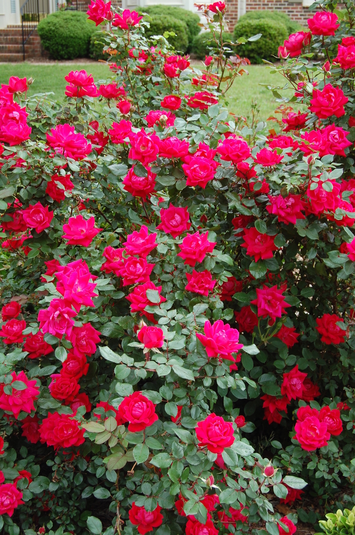 Knock Out Shrub Rose ® - Rosa 'Knock Out' from Sloat Gardens