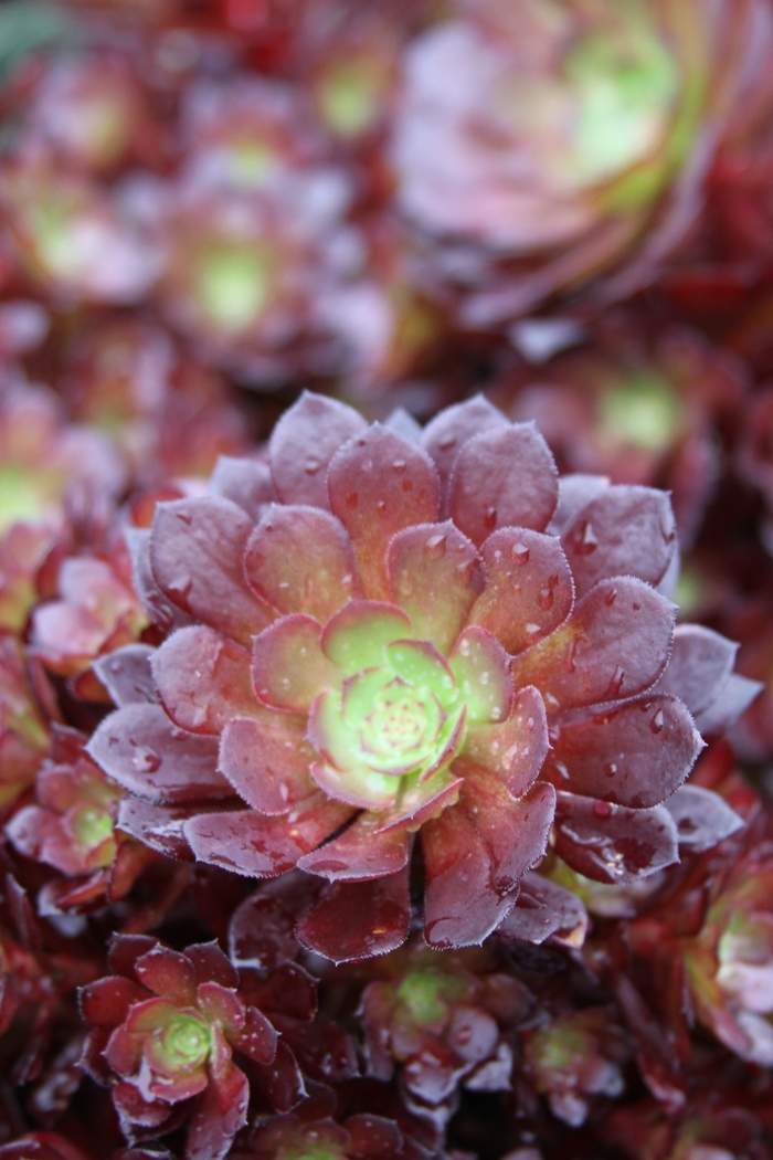 Tip Top Aeonium - Aeonium arborescens 'Tip Top' from Sloat Gardens