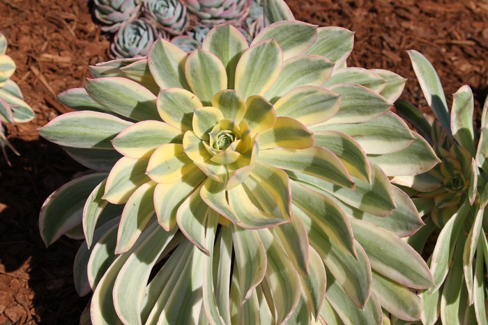 Sunburst Aeonium - Aeonium decorum 'Sunburst' from Sloat Gardens
