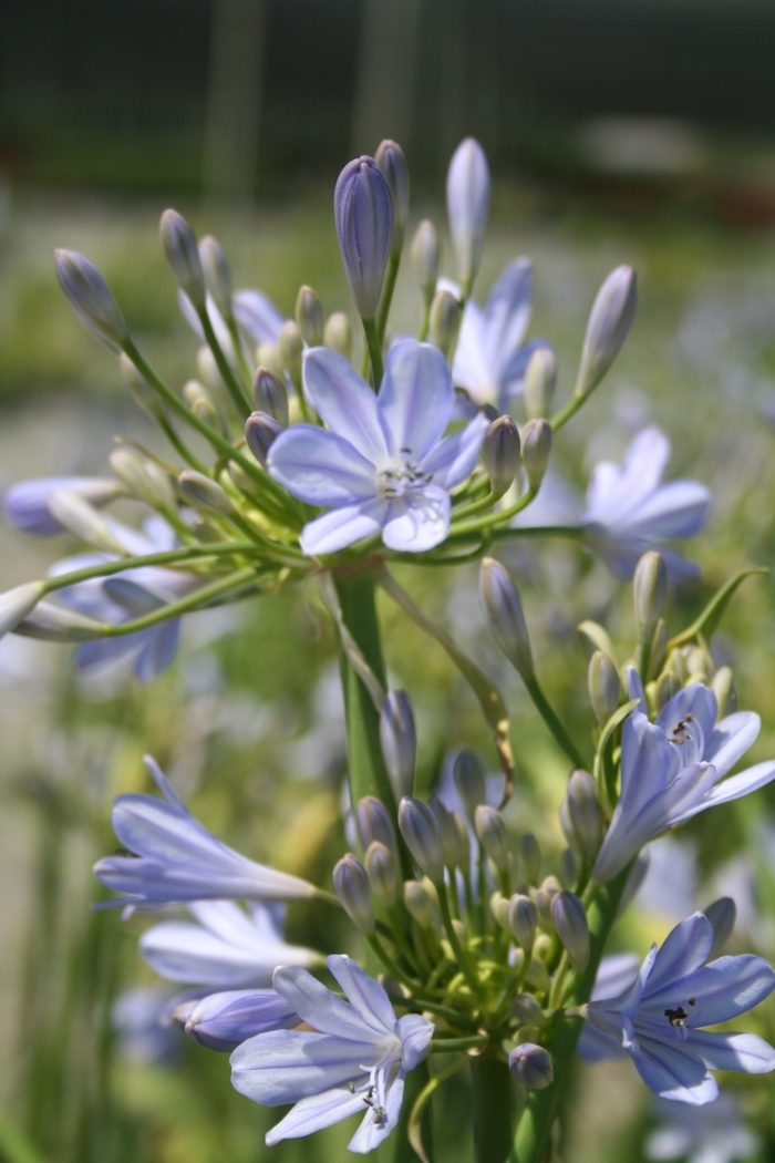 Dwarf Lily of the Nile - Agapanthus 'Peter Pan' from Sloat Gardens