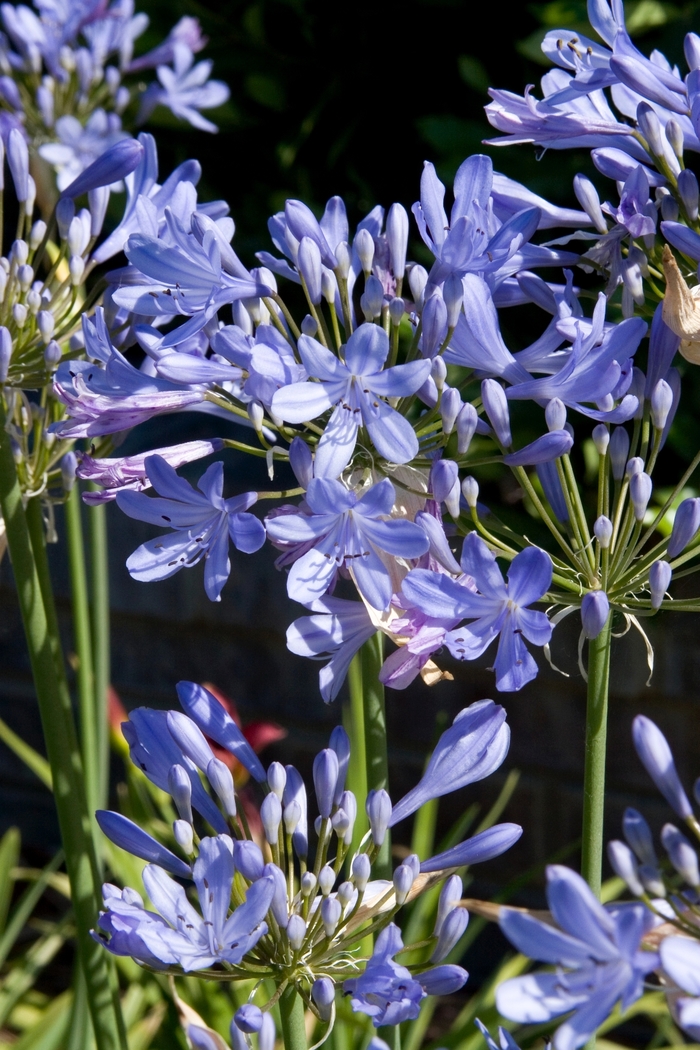 Queen Anne Lily of the Nile - Agapanthus 'Queen Anne' from Sloat Gardens