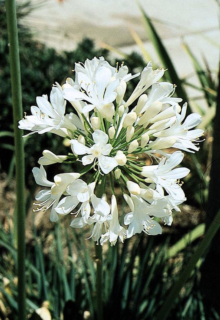 White Lily of the Valley - Agapanthus 'Getty White' from Sloat Gardens